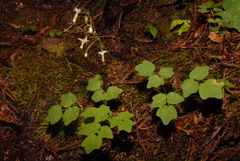 Vancouveria hexandra