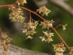 Sterculia villosa