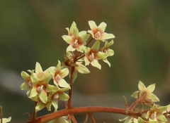 Sterculia villosa