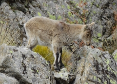 Capra pyrenaica victoriae