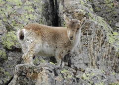 Capra pyrenaica victoriae