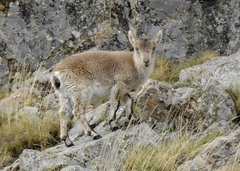 Capra pyrenaica victoriae