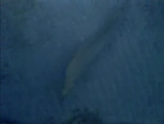 Gymnothorax funebris