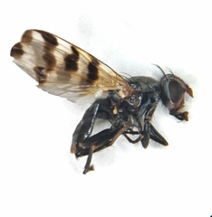 Ceroxys urticae