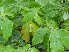 Sterculia villosa