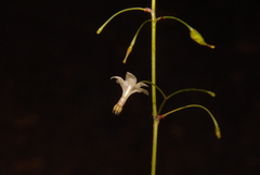 Vancouveria hexandra