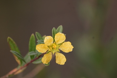 Heimia salicifolia