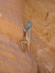 Pseudotrapelus sinaitus