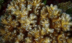 Pocillopora acuta