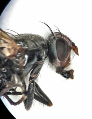 Ceroxys urticae
