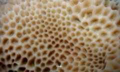 Gardineroseris planulata