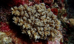 Pocillopora acuta