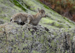 Capra pyrenaica victoriae