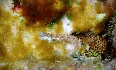 Nannosalarias nativitatis