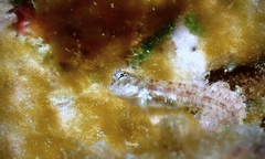 Nannosalarias nativitatis