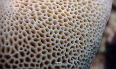 Gardineroseris planulata