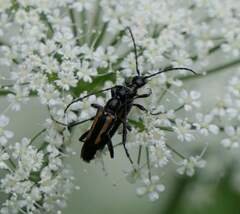 Strangalepta abbreviata