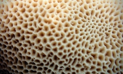 Gardineroseris planulata