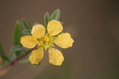 Heimia salicifolia