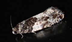 Gypsonoma adjuncta
