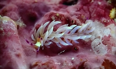 Pteraeolidia semperi