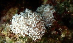 Asterospicularia randalli