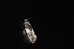 Gypsonoma adjuncta