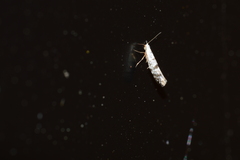 Argyresthia thuiella