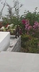 Leopardus pardalis mitis