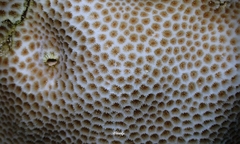 Goniastrea
