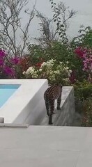 Leopardus pardalis mitis