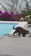 Leopardus pardalis mitis