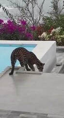 Leopardus pardalis mitis