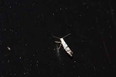 Argyresthia thuiella