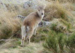 Capra pyrenaica victoriae