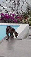 Leopardus pardalis mitis