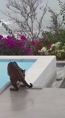 Leopardus pardalis mitis