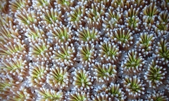 Galaxea fascicularis