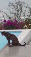 Leopardus pardalis mitis