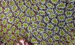 Galaxea fascicularis