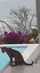 Leopardus pardalis mitis