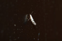 Argyresthia thuiella