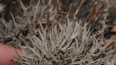 Tillandsia virescens