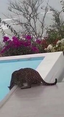 Leopardus pardalis mitis