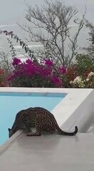 Leopardus pardalis mitis