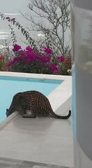 Leopardus pardalis mitis