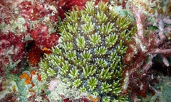 Galaxea fascicularis