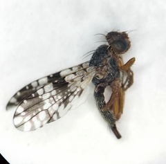 Tephritidae