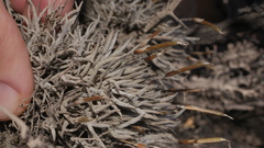 Tillandsia virescens