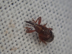 Anthonomus bituberculatus